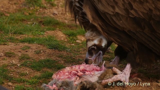 クロハゲワシ - ML201512731
