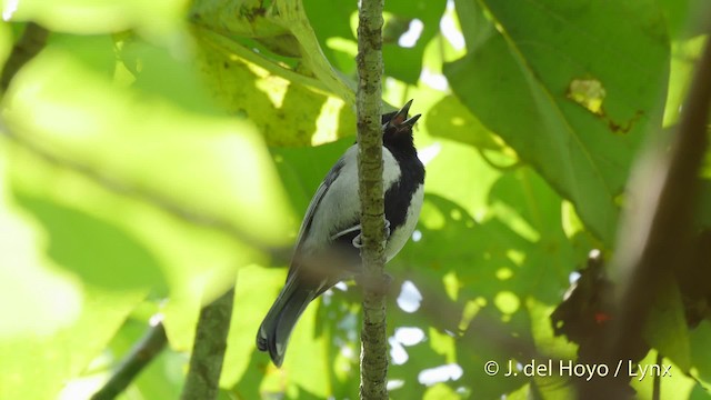 Mésange de Chine (nigriloris) - ML201512781