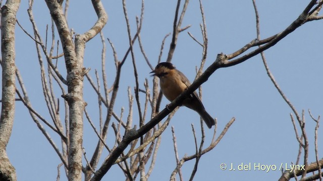 Mésange d'Iriomote - ML201512801