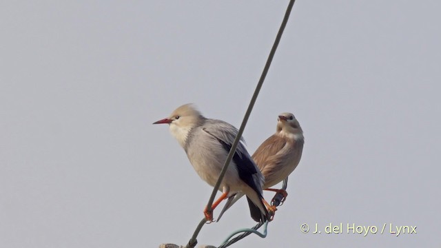 Red-billed Starling - ML201512821