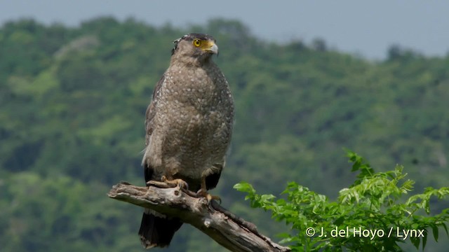 Crested Serpent-Eagle (Ryukyu) - ML201512831