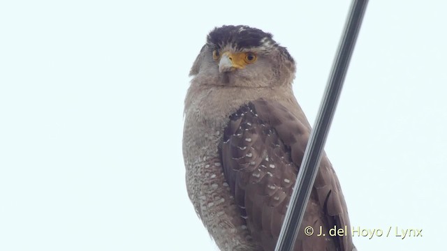 Crested Serpent-Eagle (Ryukyu) - ML201512841