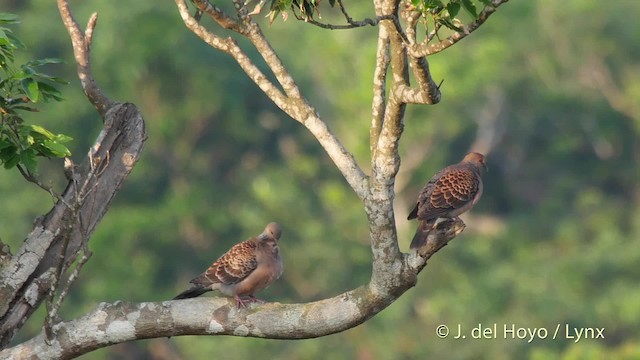 Oriental Turtle-Dove - ML201512851