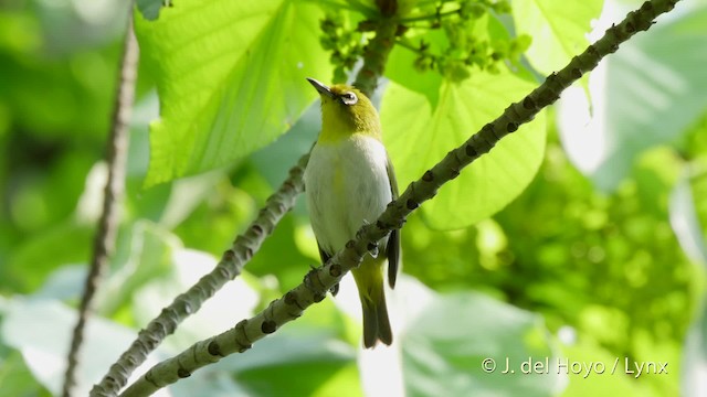 Warbling White-eye - ML201512861