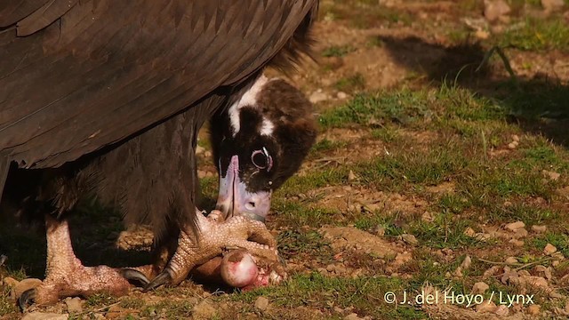 Cinereous Vulture - ML201512911