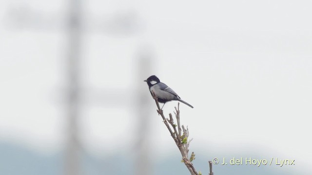 Mésange de Chine (nigriloris) - ML201512971