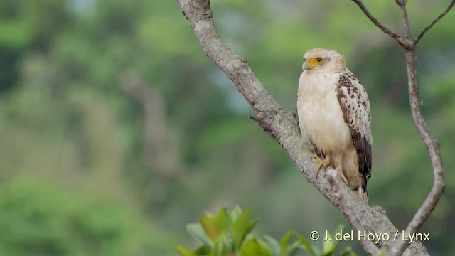 Crested Serpent-Eagle (Ryukyu) - ML201512981