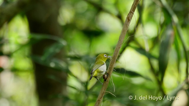 Warbling White-eye - ML201512991