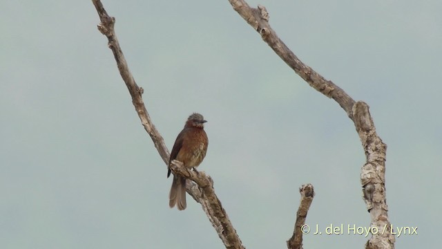 Brown-eared Bulbul - ML201513041