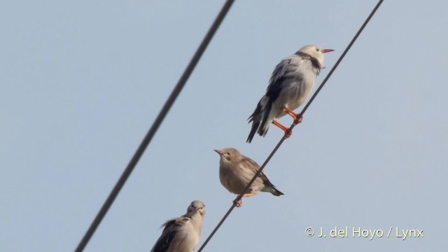 Red-billed Starling - ML201513071