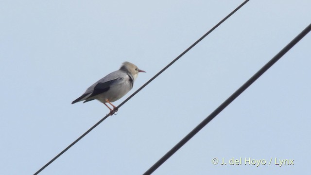 Red-billed Starling - ML201513081