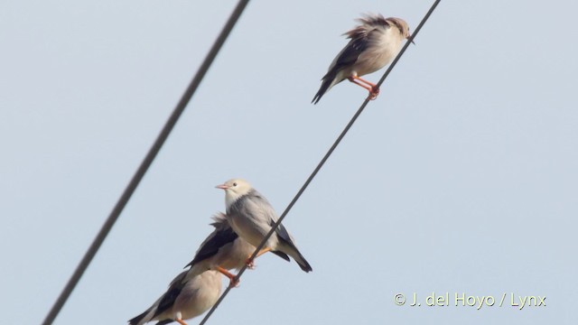 Red-billed Starling - ML201513091