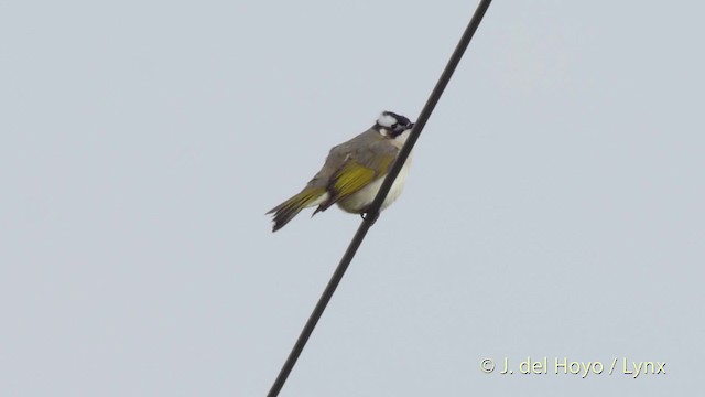 Light-vented Bulbul (formosae/orii) - ML201513101