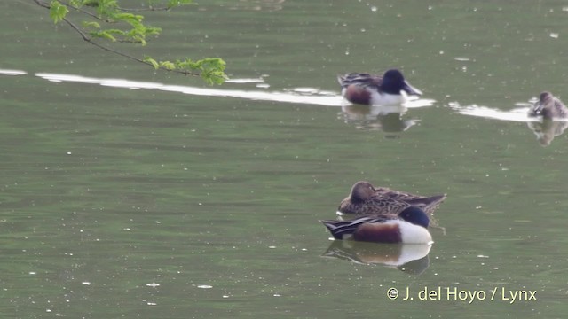 Northern Shoveler - ML201513111