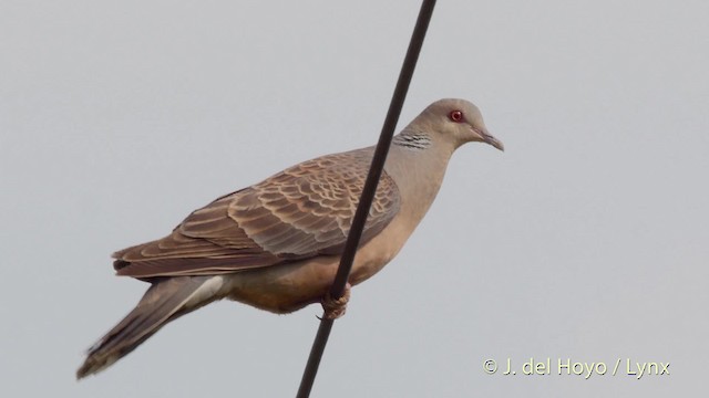 Oriental Turtle-Dove - ML201513131