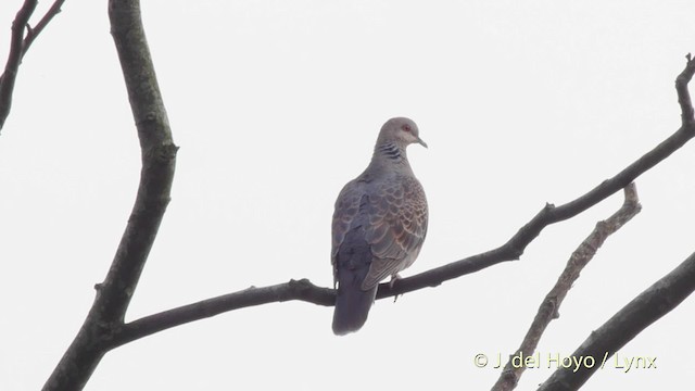 Oriental Turtle-Dove - ML201513141