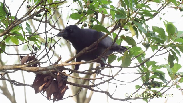 Large-billed Crow (Large-billed) - ML201513161