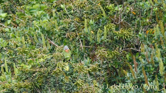 Red-necked Amazon - ML201513221