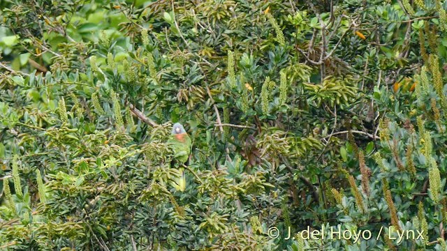 Red-necked Parrot - ML201513221