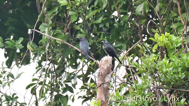 Moluccan Starling - ML201513231