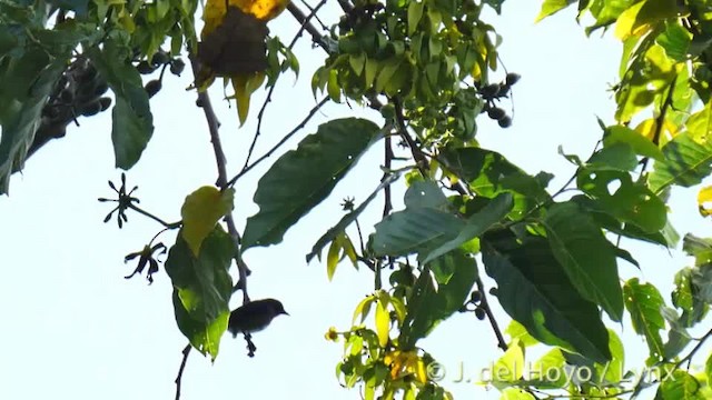 Dicée des Célèbes (groupe celebicum) - ML201513251