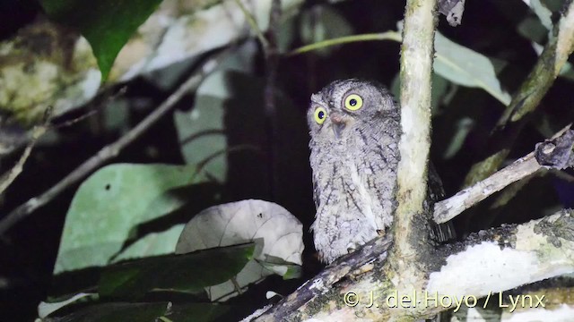 Sula Scops-Owl - ML201513381