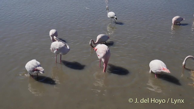 Greater Flamingo - ML201513411