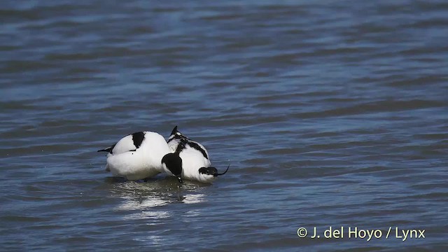 Avocette élégante - ML201513451