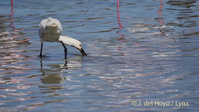 ヘラサギ - ML201513531