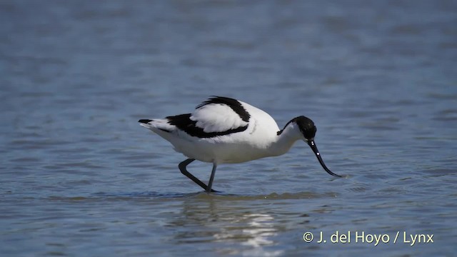 Avocette élégante - ML201513551