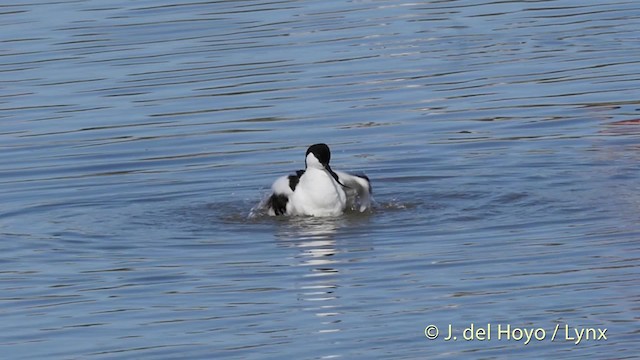 Avocette élégante - ML201513561