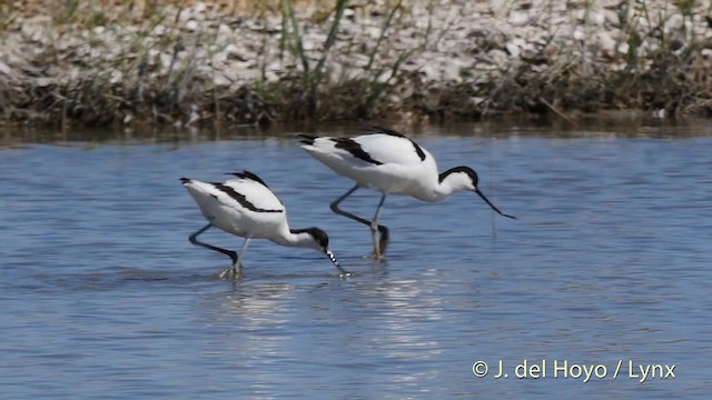 Avocette élégante - ML201513571