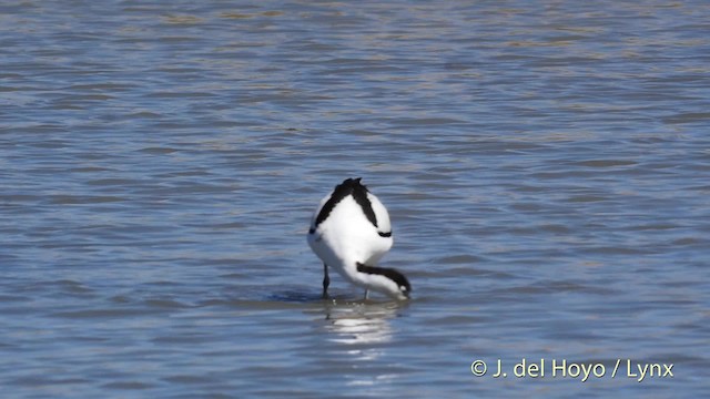 Avocette élégante - ML201513581