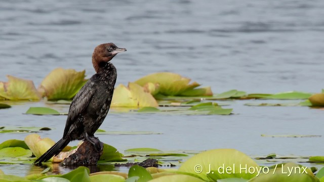 Pygmy Cormorant - ML201513621