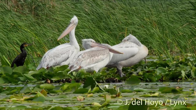 Dalmatian Pelican - ML201513641