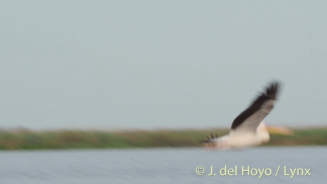 Great White Pelican - ML201513661