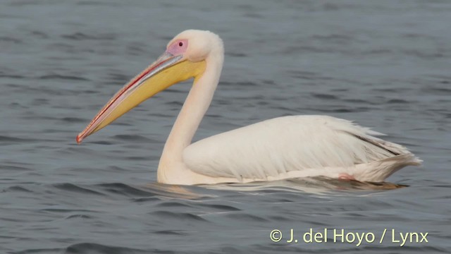 Great White Pelican - ML201513671