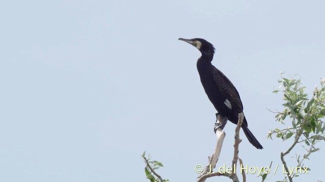 Grand Cormoran (sinensis/hanedae) - ML201513681