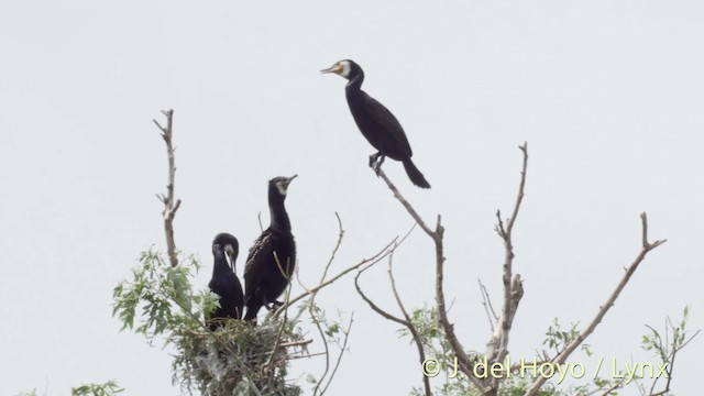 Grand Cormoran (sinensis/hanedae) - ML201513691