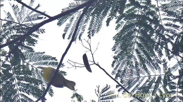 Sula Golden-Bulbul - ML201513701