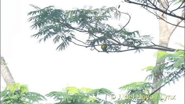 スーラインコ - ML201513721