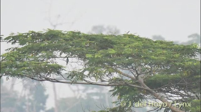 Sula Lorikeet - ML201513731