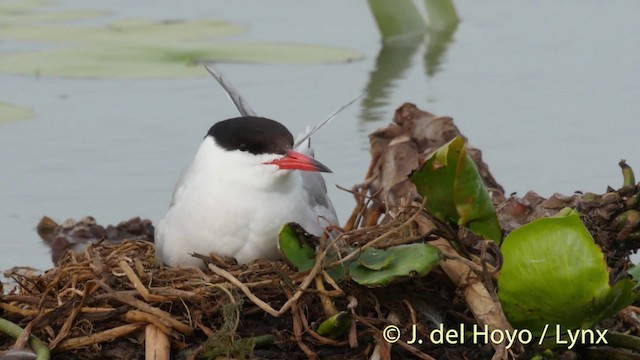 Крячок річковий (підвид hirundo/tibetana) - ML201513771