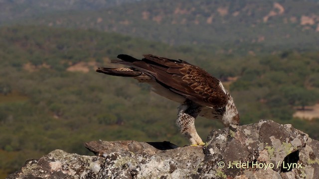 Aigle de Bonelli - ML201513891