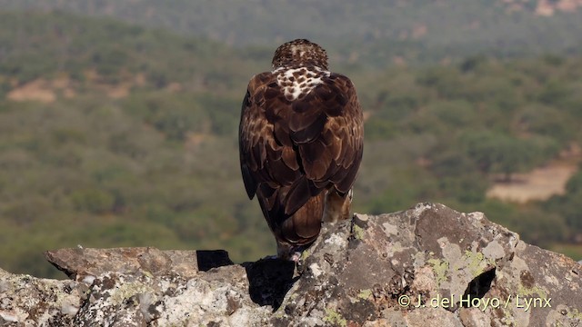 Aigle de Bonelli - ML201513941