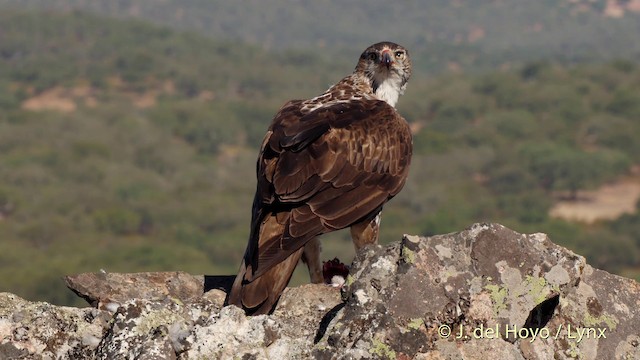 Aigle de Bonelli - ML201513951