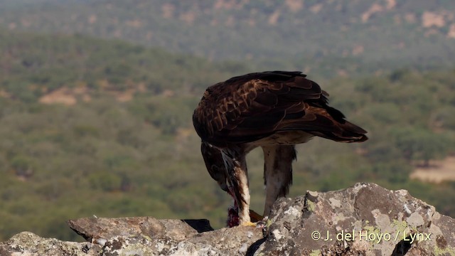 Aigle de Bonelli - ML201513961