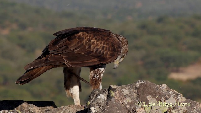 Aigle de Bonelli - ML201514031