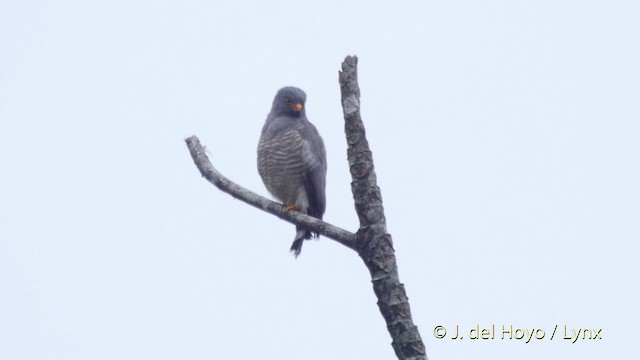 Roadside Hawk (Northern) - ML201514051