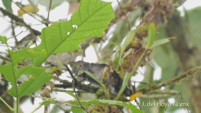 White-headed Wren - ML201514061